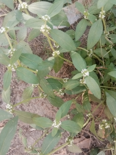 Tropical Girdlepod