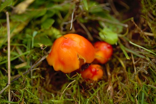Hygrocybe aurantiosplendens — (c) Patrick Bayan, some rights reserved (CC BY)