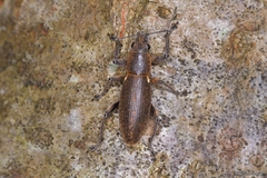 Brachyderes lusitanicus