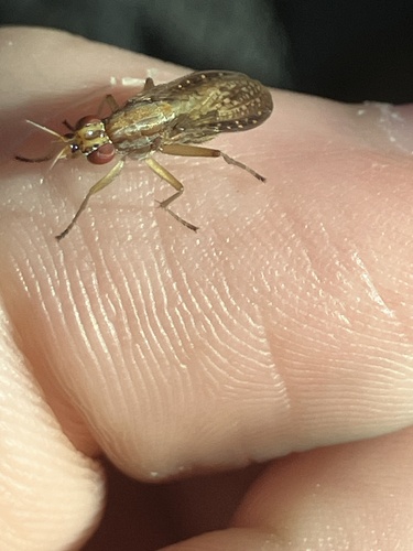 Unknown species found near Latta Rd, Durham, NC, US