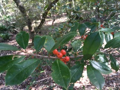 Ilex opaca arenicola