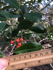 Ilex opaca arenicola