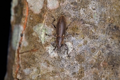 Brachyderes lusitanicus