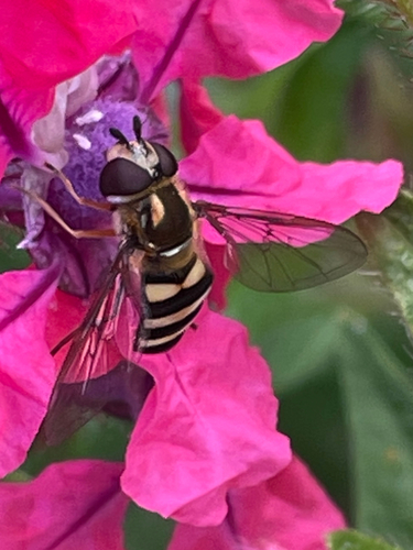 Unknown species found near Dane County, US-WI, US