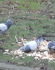 Columba livia domestica
