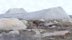 Leucosticte tephrocotis