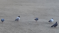 Columba livia domestica