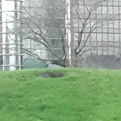 Columba palumbus