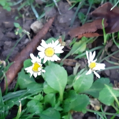 Bellis perennis