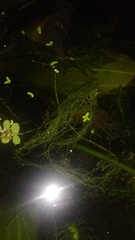 Utricularia gibba