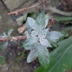 Buddleja davidii