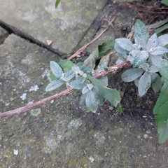 Buddleja davidii