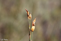 Willdenowia incurvata