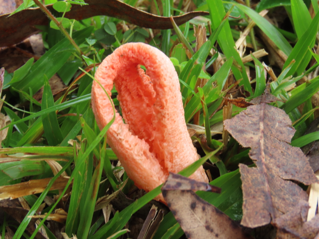 Clathrus columnatus · October 2025 · photo: © jonathan_ehlert (iNaturalist, cc-by-nc)