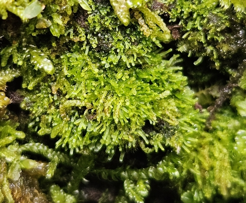 Palmate Germanderwort (Riccardia palmata)