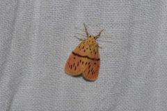 Miltochrista arcuata