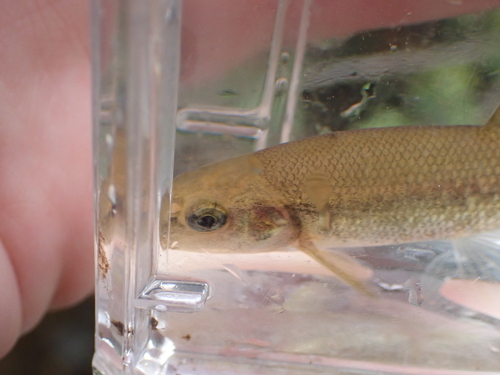 Eastern tonguetied minnow (Exoglossum laurae) — Cyprinidae — 5