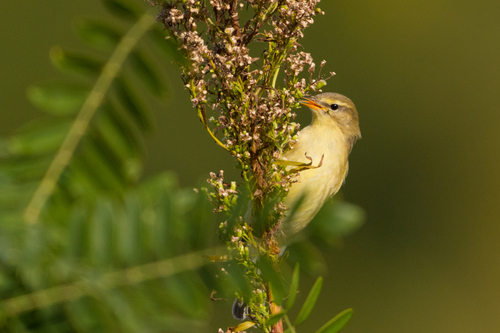 Willow Warbler