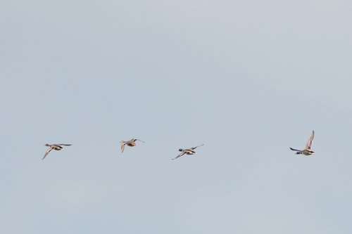 Mallard