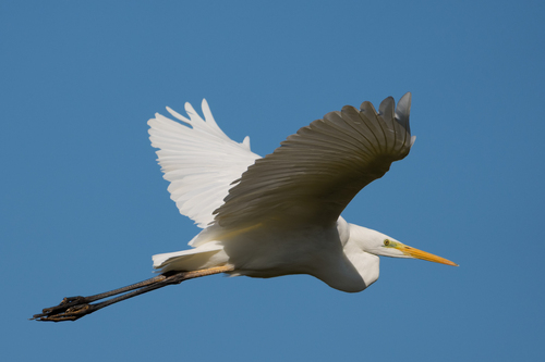 Great Egret