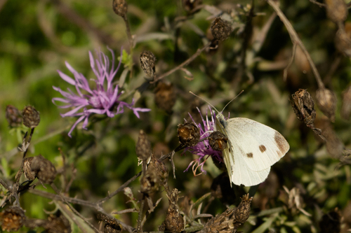 Small White