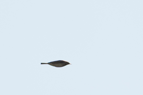 Water Pipit