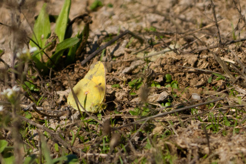 Clouded Yellow