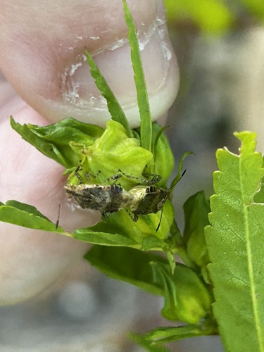 Niesthrea sidae