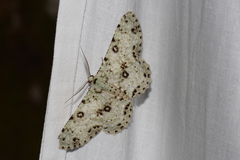 Ophthalmitis
