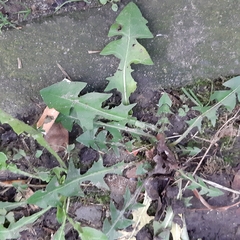 Taraxacum officinale