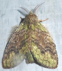 Parasinga lichenina