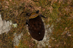 Penthicodes atomaria