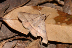Hypospila
