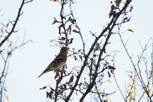 Brambling