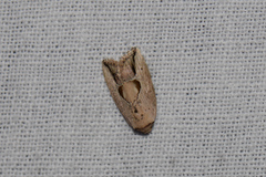 Strotihypera macroplaga