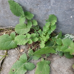 Sonchus oleraceus