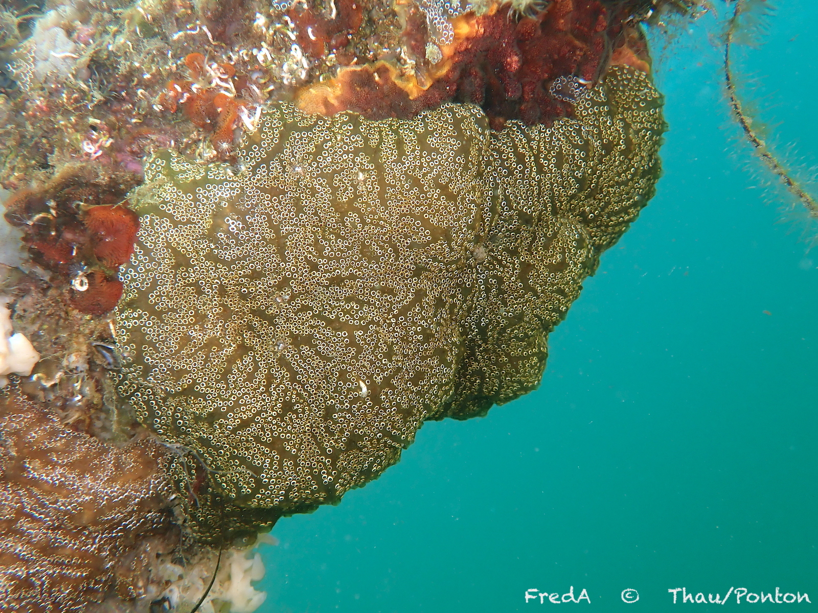 Distaplia bermudensis Van Name, 1902