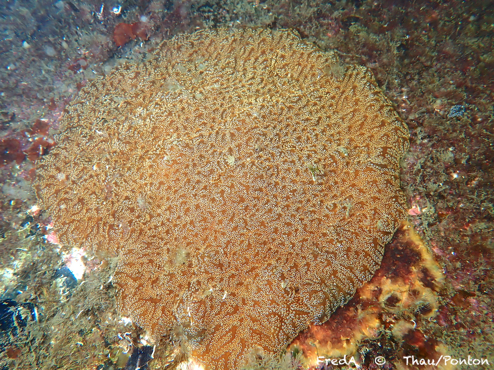 Distaplia bermudensis Van Name, 1902