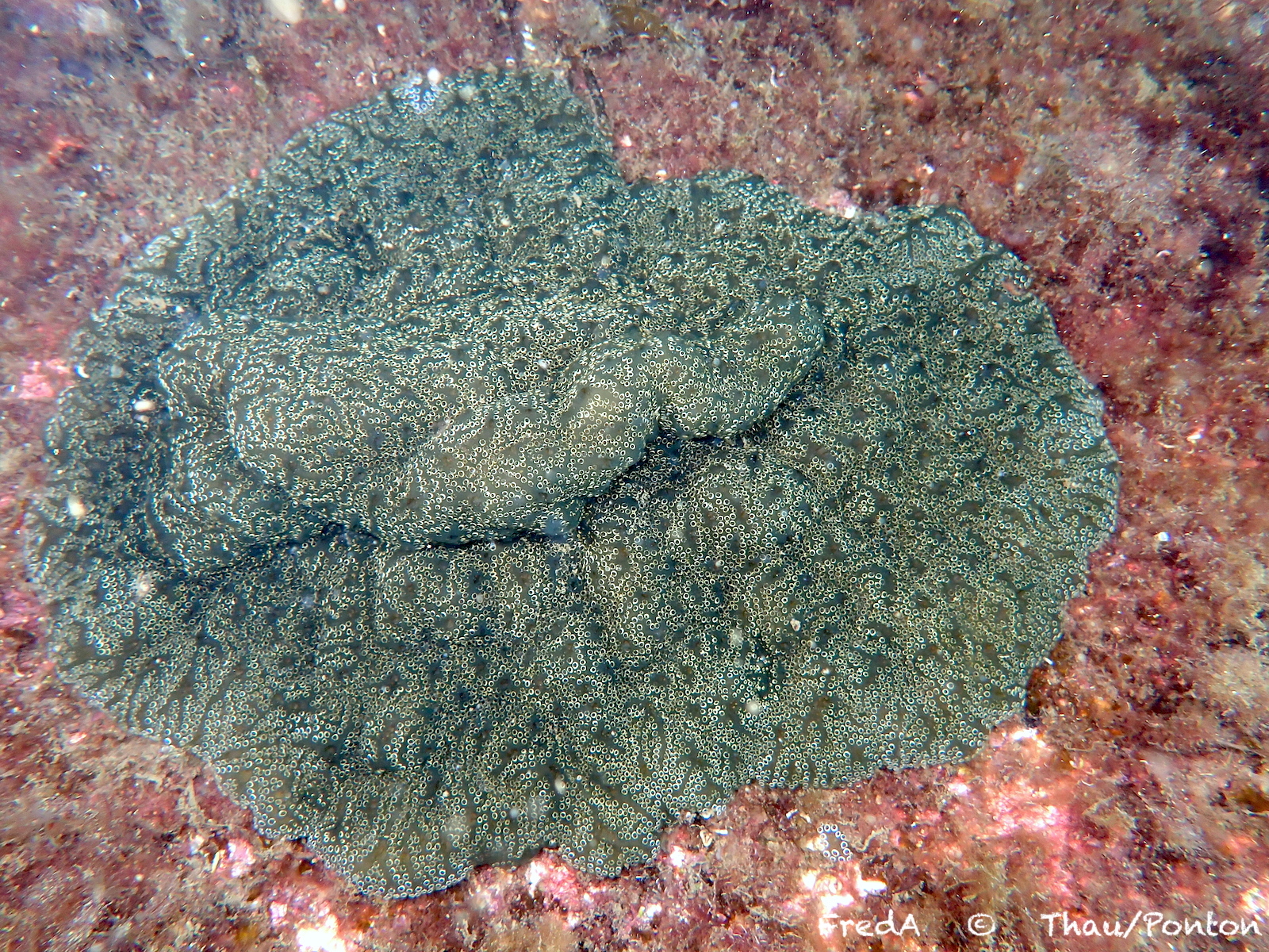 Distaplia bermudensis Van Name, 1902
