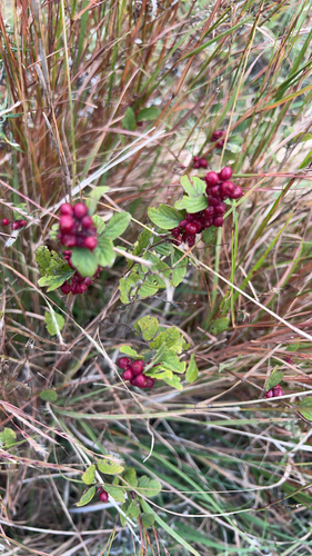 coralberry