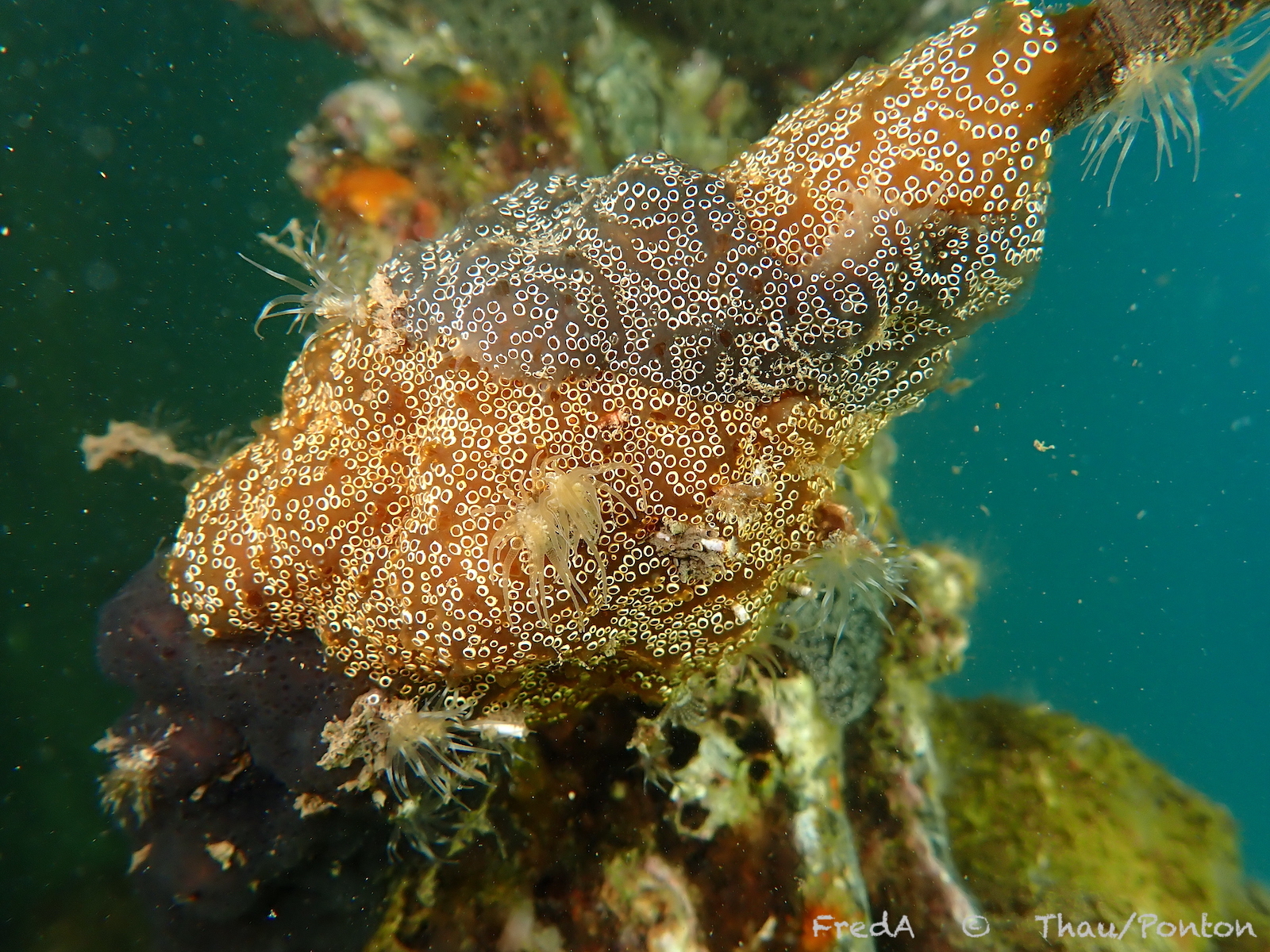 Distaplia bermudensis Van Name, 1902