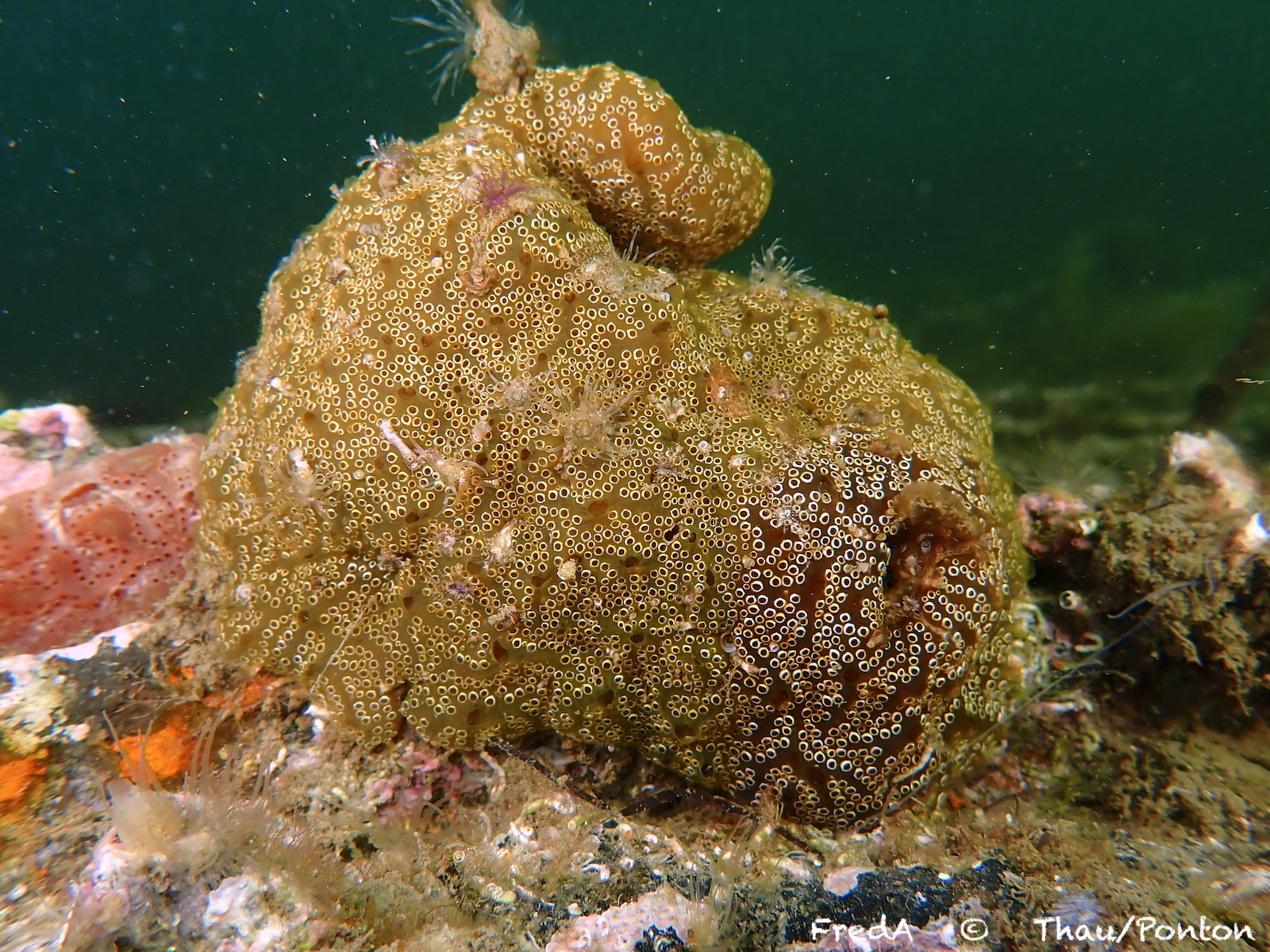 Distaplia bermudensis Van Name, 1902