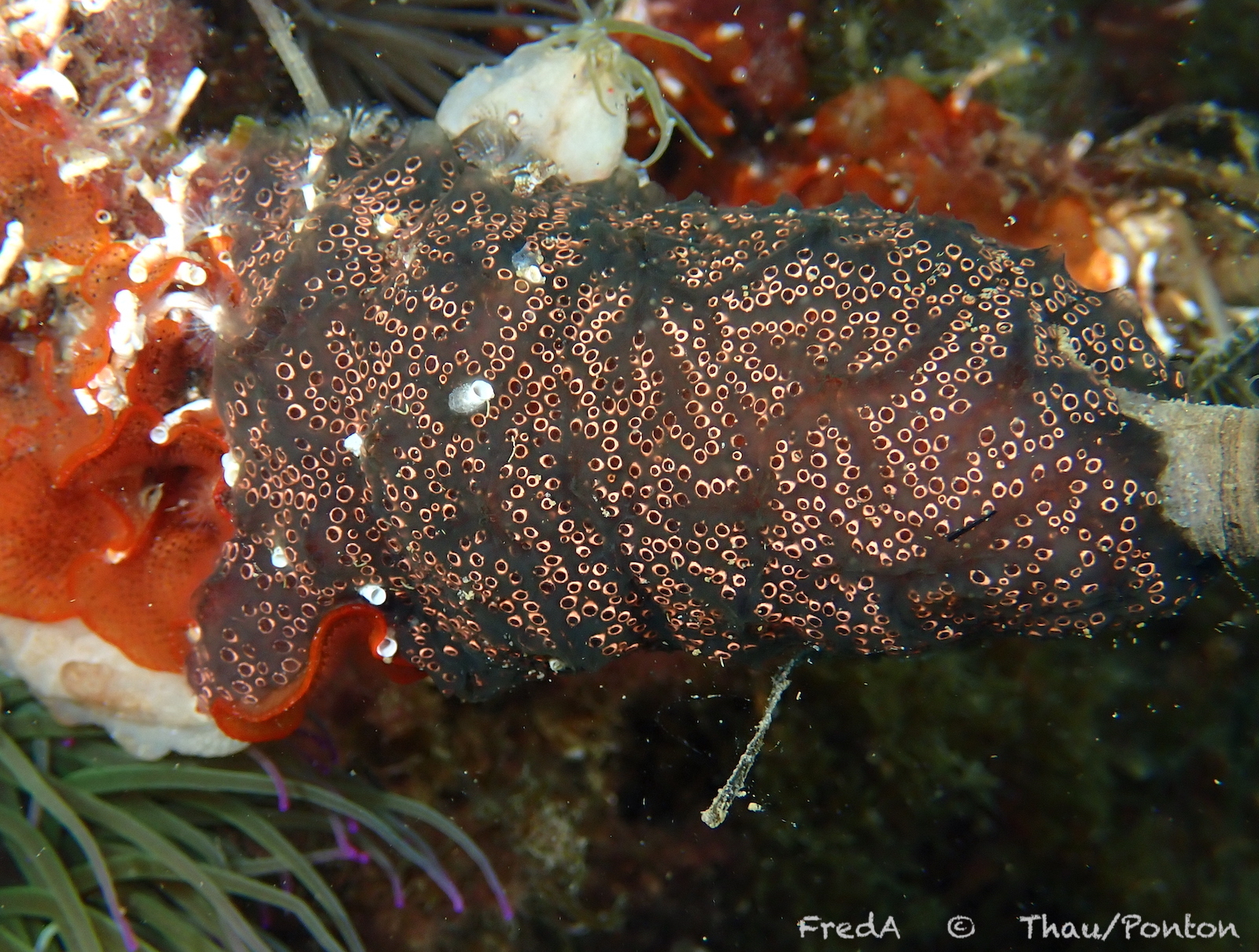Distaplia bermudensis Van Name, 1902