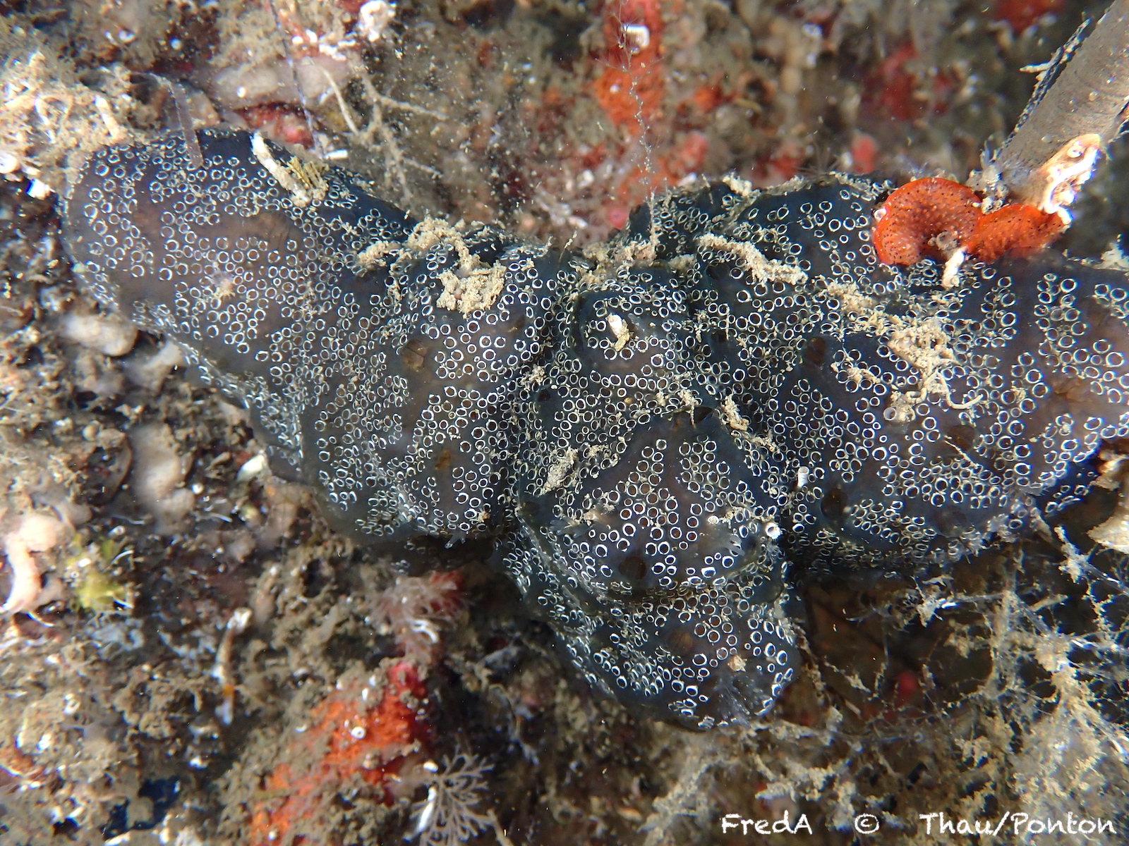 Distaplia bermudensis Van Name, 1902