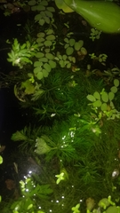Limnophila indica