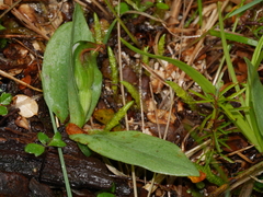 Pterostylis humilis