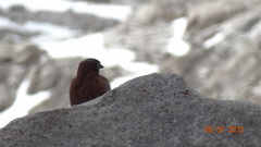 Leucosticte tephrocotis
