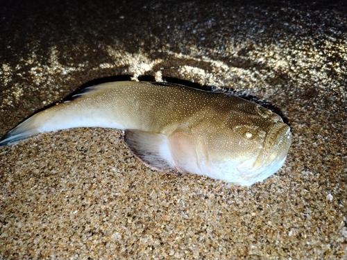 Pacifische sterrenkijker (Astroscopus zephyreus) — Uranoscopidae — 3