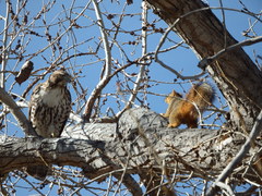 Buteo jamaicensis