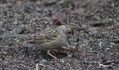 Zonotrichia atricapilla